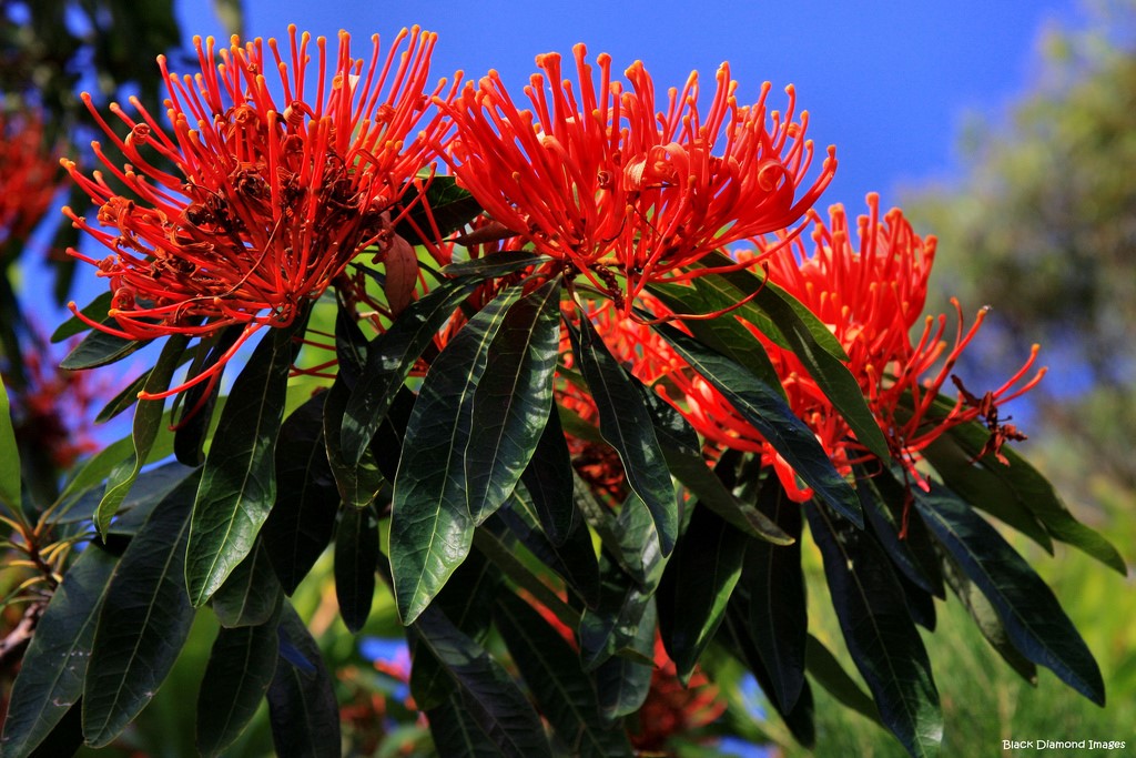 Australian Queensland Tree Waratah