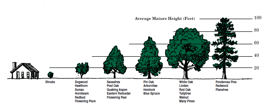 Different Tree Sizes for Landscaping