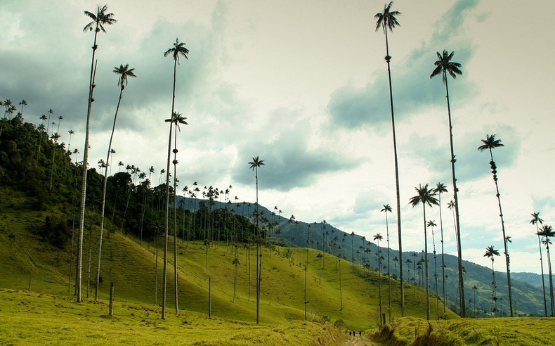 Worlds Tallest Palms