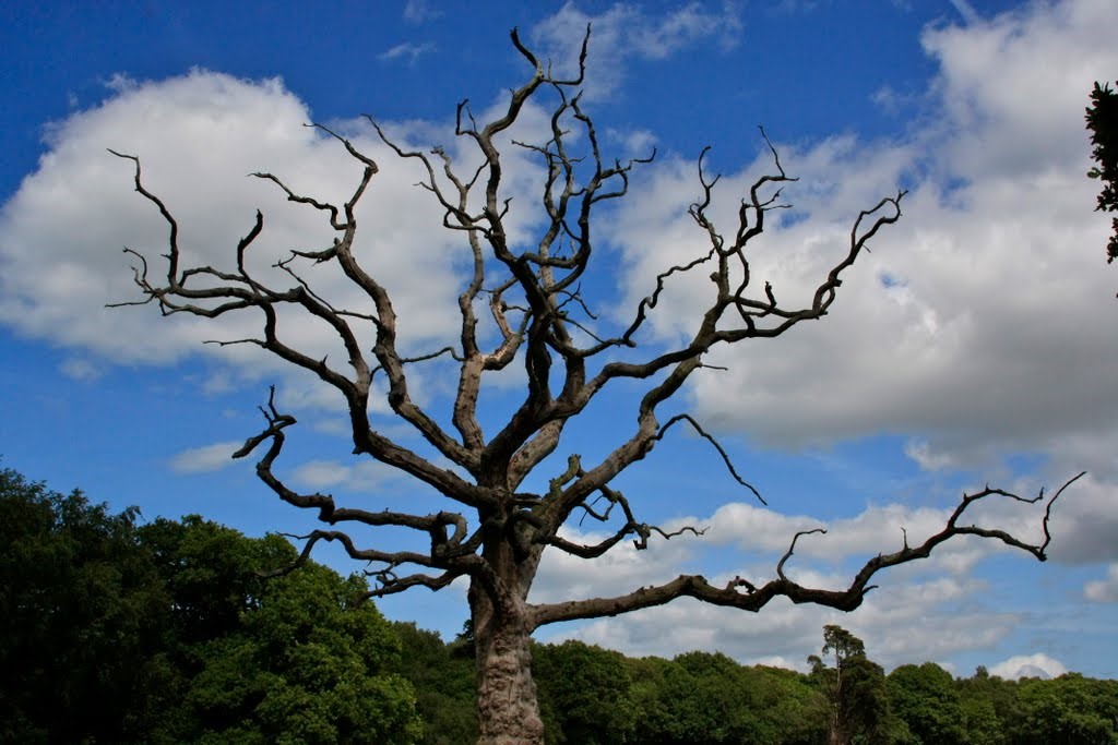 Dead Tree Perth