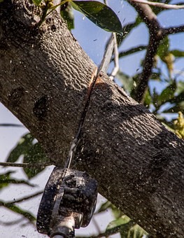 Tree Lopping WA