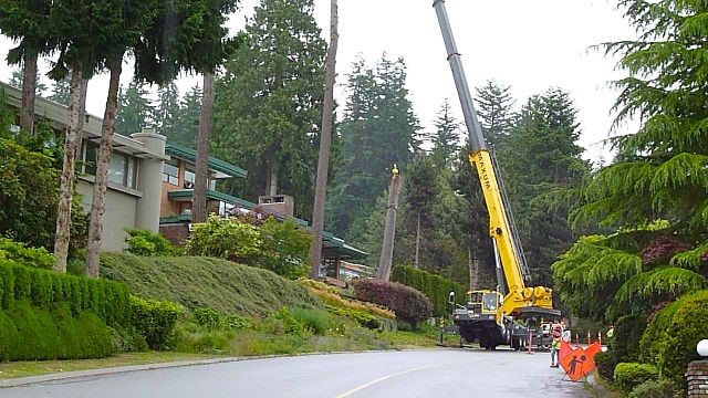 Tree Removal Hurdles WA