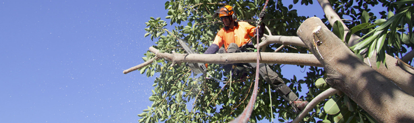 Commercial Tree Maintenance