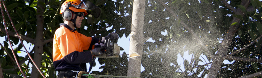 All Tress Perth _ Tree Removal_Pruning_Hedging_Stump Grinding