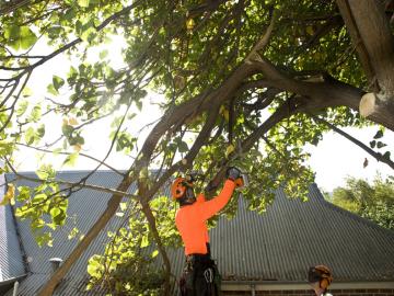 Fallen branch removal