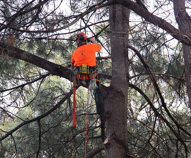 Top Reasons for needing to call a Tree Lopper